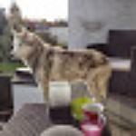 Con Amore Pizza-Express