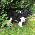 China-Restaurant Pavillion