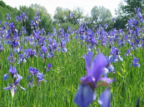 Naturschutzgebiet Eriskircher Ried