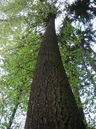 Höchster Baum Deutschlands
