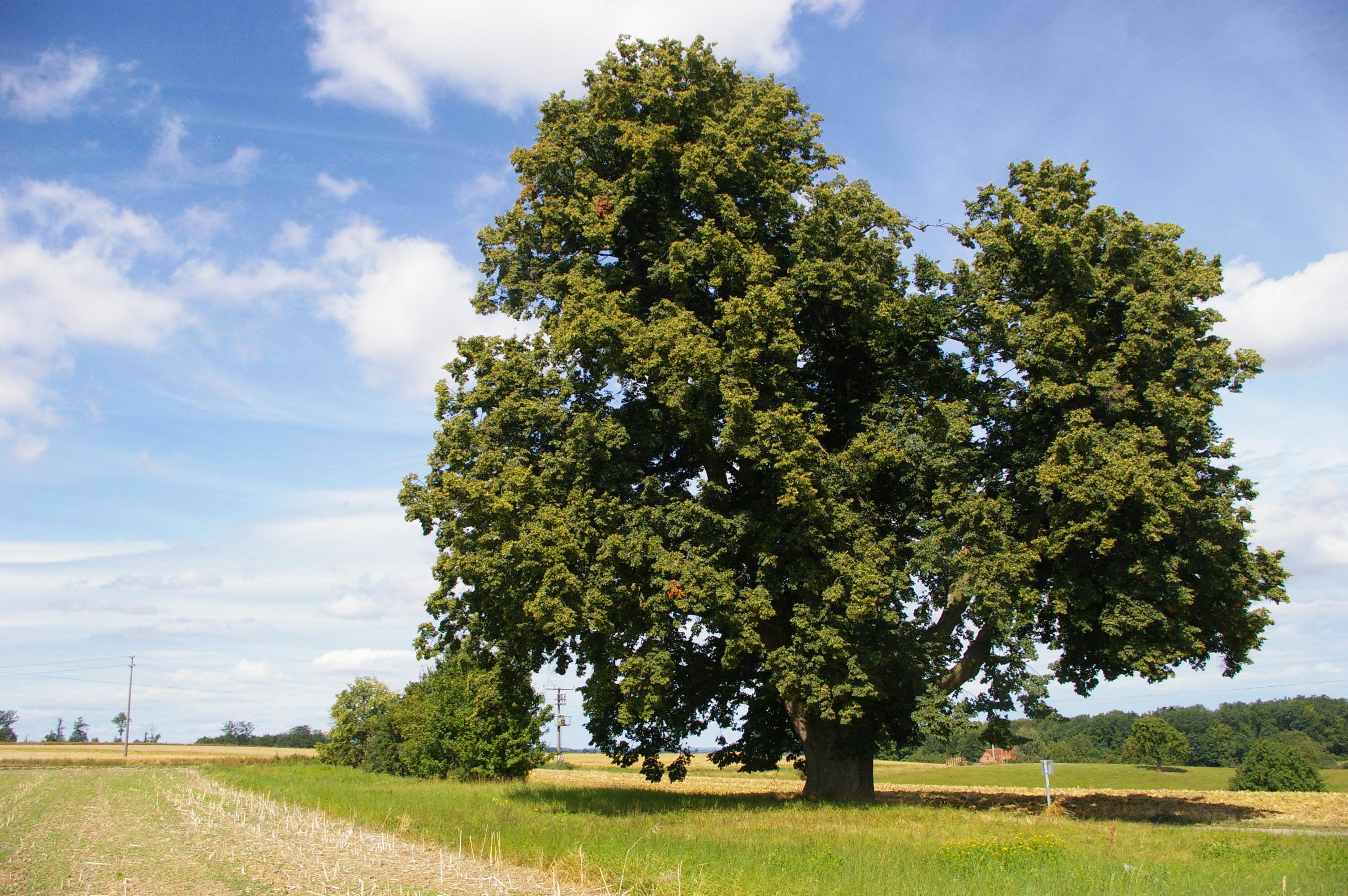 Linde, genannt Hoher Baum