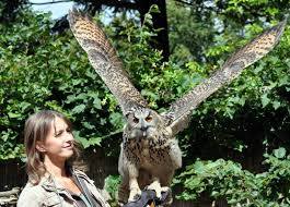 Tinnunculus Falknerei