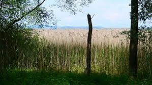 Bodenseeufer - Untere Güll