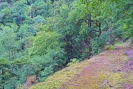 Schwarza-Schlücht-Tal