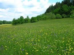 Bühler Tal und Unterer Bürg