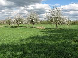 Freiburger Rieselfeld