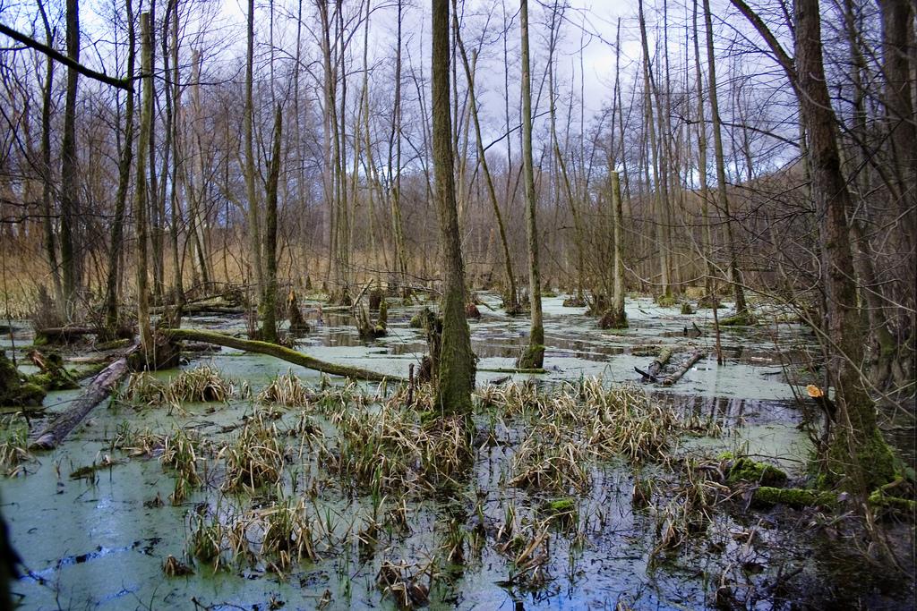 Lauffener Neckarschlinge