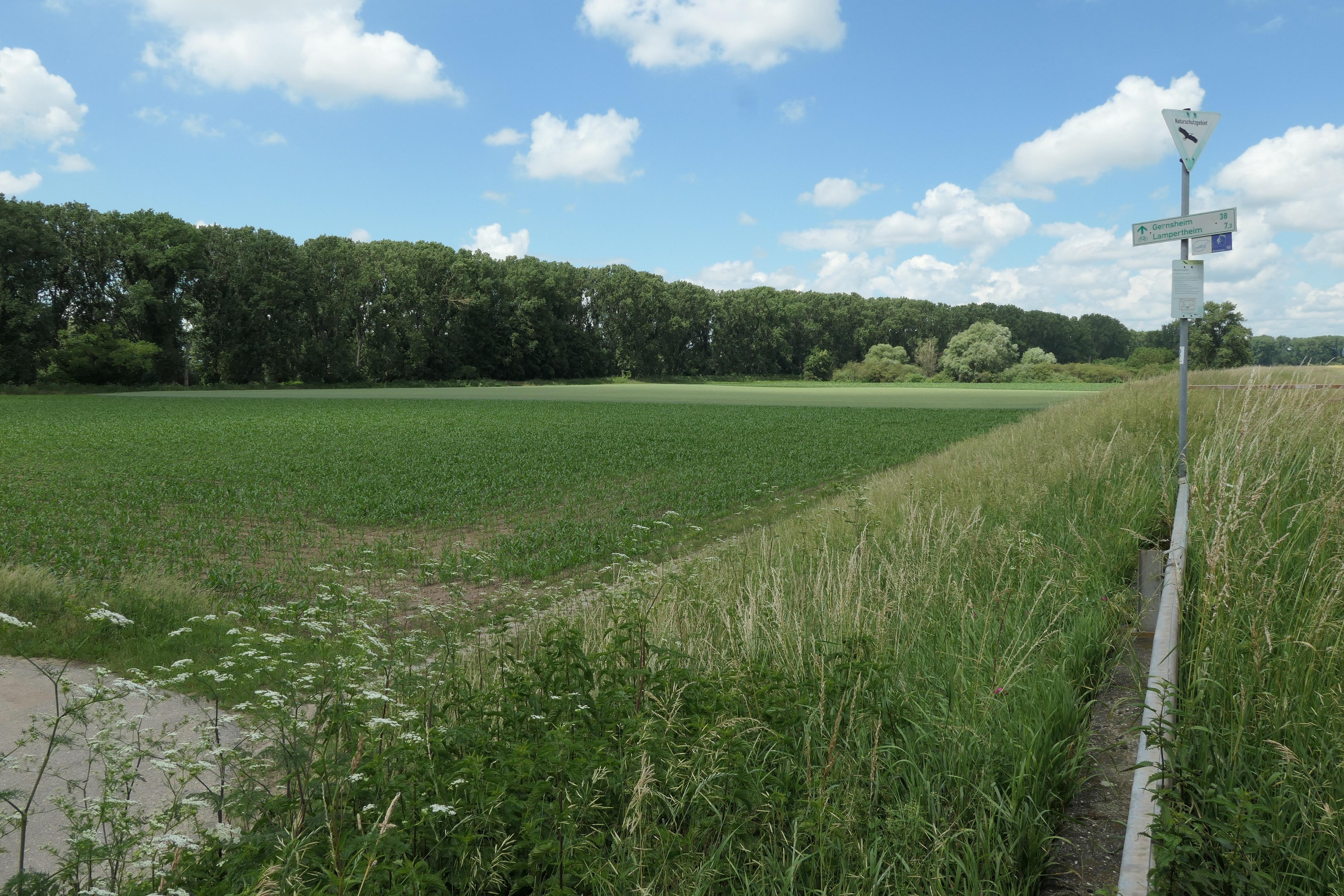 Ballauf-Wilhelmswörth