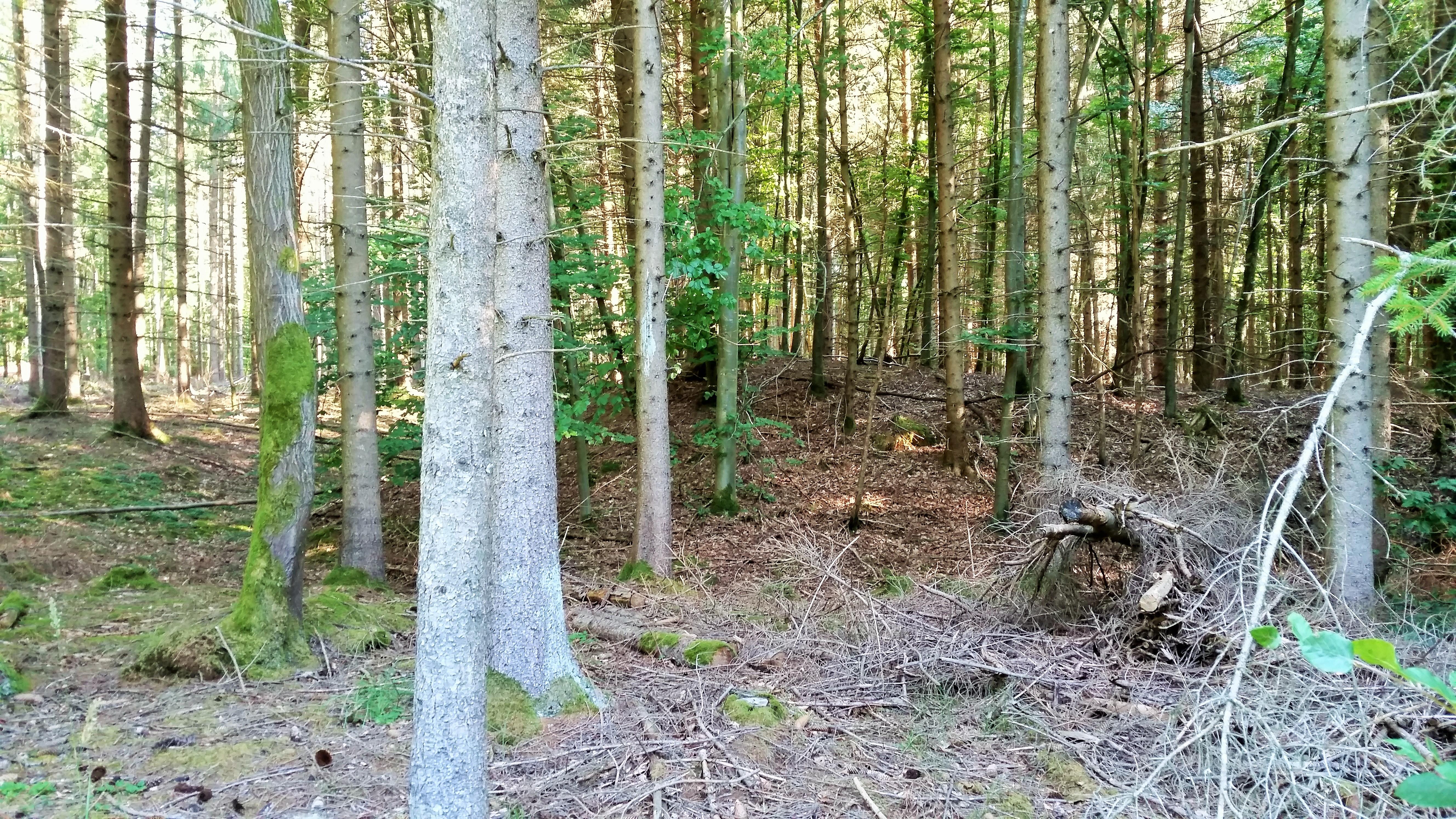 Viereckschanze Tannheim