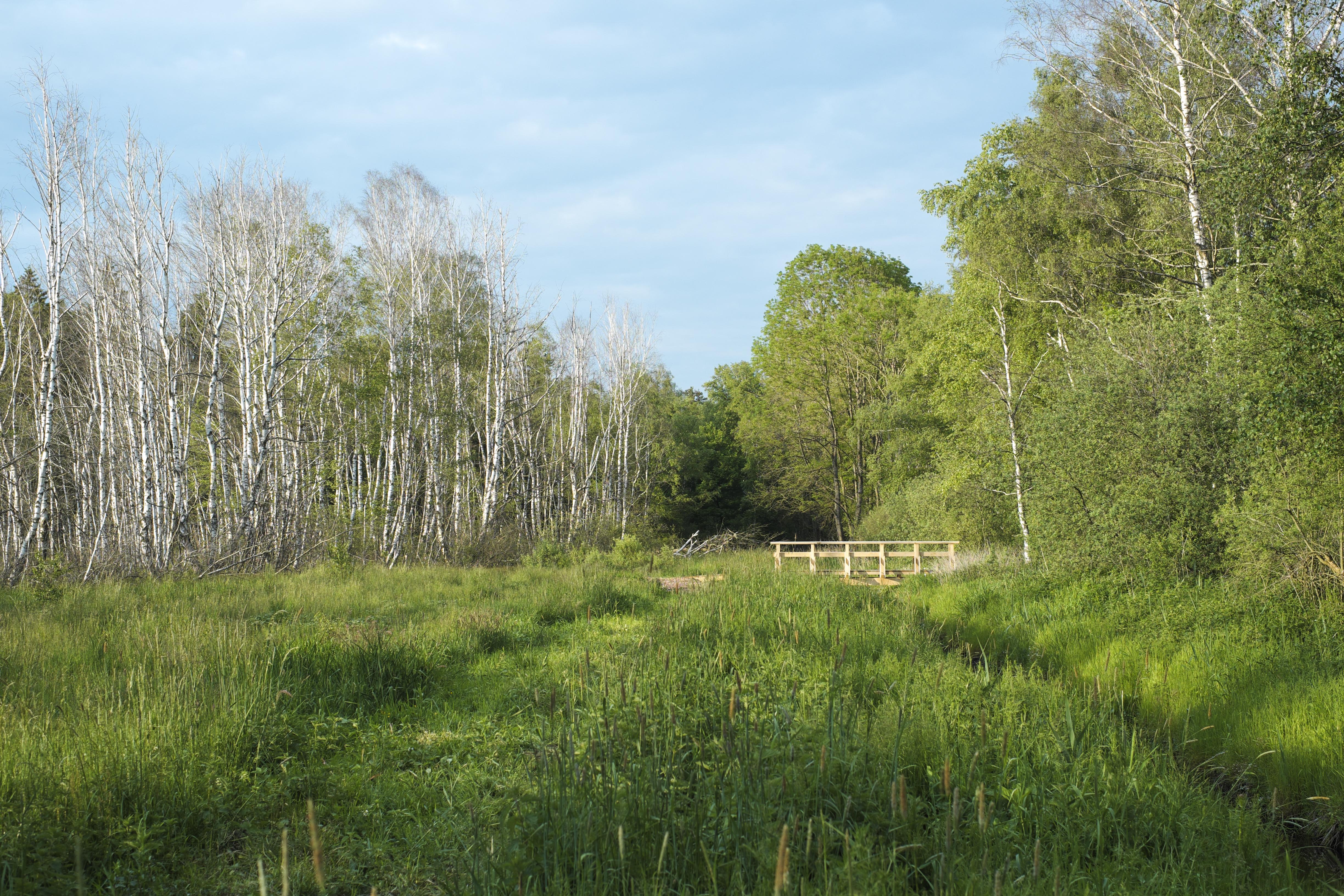 Pfrunger-Burgweiler Ried