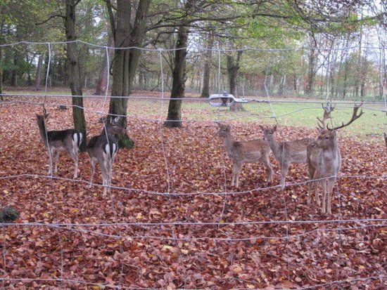 Walderholungspark Hambrücken
