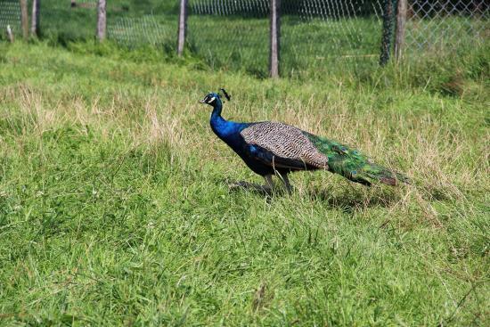 Wildpark Sonnenhalde