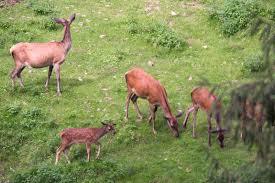 Wildgehege im Dobeltal Bad Herrenalb
