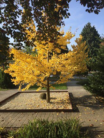Botanischer Garten Heidelberg