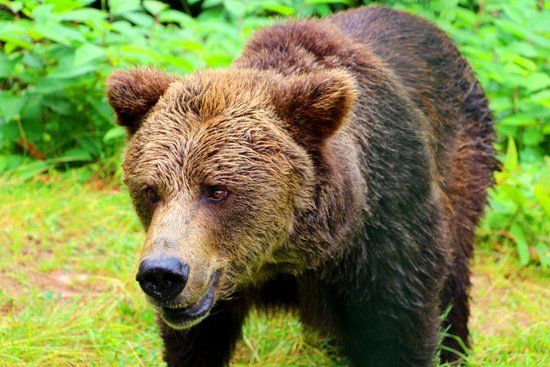 Alternativer Wolf- Und Barenpark Schwarzwald